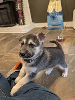 Donut, a female German Shepherd Dog and Siberian Husky for sale in Midlothian, VA – 1 of 5