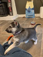 Donut, a female German Shepherd Dog and Siberian Husky for sale in Midlothian, VA – 3 of 5