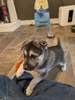 Donut, a female German Shepherd Dog and Siberian Husky for sale in Midlothian, VA – 2 of 5
