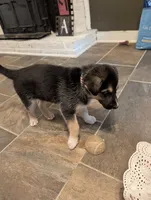 Brownie, a male German Shepherd Dog and Siberian Husky for sale in Midlothian, VA – 6 of 6