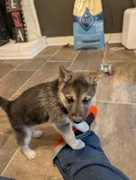 Katia, a female German Shepherd Dog and Siberian Husky for sale in Midlothian, VA – 3 of 5