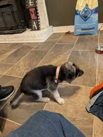 Lily, a female German Shepherd Dog and Siberian Husky for sale in Midlothian, VA – 5 of 6