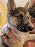 Katia, a female German Shepherd Dog and Siberian Husky for sale in Midlothian, VA – 2 of 5