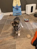 Mongo, a male German Shepherd Dog and Siberian Husky for sale in Midlothian, VA – 6 of 7