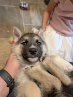 Mongo, a male German Shepherd Dog and Siberian Husky for sale in Midlothian, VA – 5 of 7