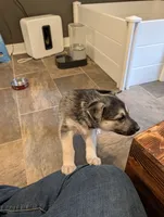 Donut, a female German Shepherd Dog and Siberian Husky for sale in Midlothian, VA – 4 of 5