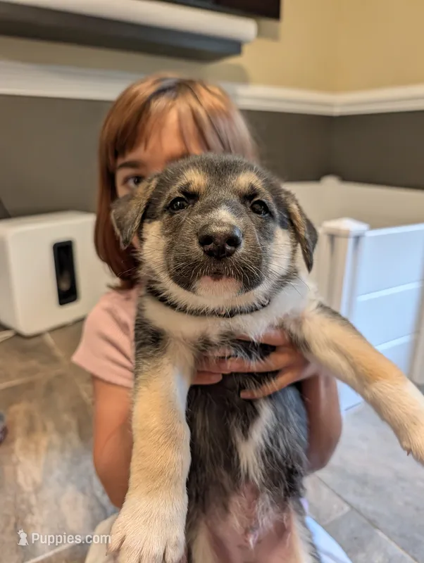 Brownie – German Shepherd Dog, Siberian Husky puppy for sale in Midlothian, VA