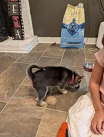 Katia, a female German Shepherd Dog and Siberian Husky for sale in Midlothian, VA – 4 of 5