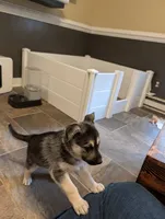 Donut, a female German Shepherd Dog and Siberian Husky for sale in Midlothian, VA – 5 of 5