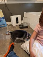 Lily, a female German Shepherd Dog and Siberian Husky for sale in Midlothian, VA – 4 of 6