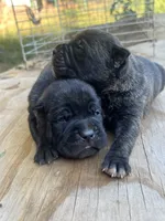 Male 2, a male Cane Corso for sale in Smyrna, GA – 4 of 10