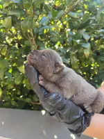 Male 5, a male Cane Corso for sale in Smyrna, GA – 3 of 10