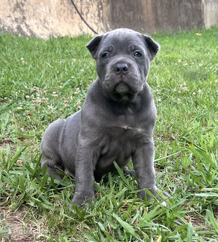 Female 1 - 5 weeks – Cane Corso puppy for sale in Smyrna, GA