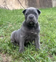Female 1 - 5 weeks, a female Cane Corso for sale in Smyrna, GA – 1 of 10