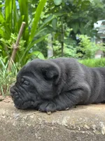 Male 3 - 2 1/2 weeks, a male Cane Corso for sale in Smyrna, GA – 2 of 9
