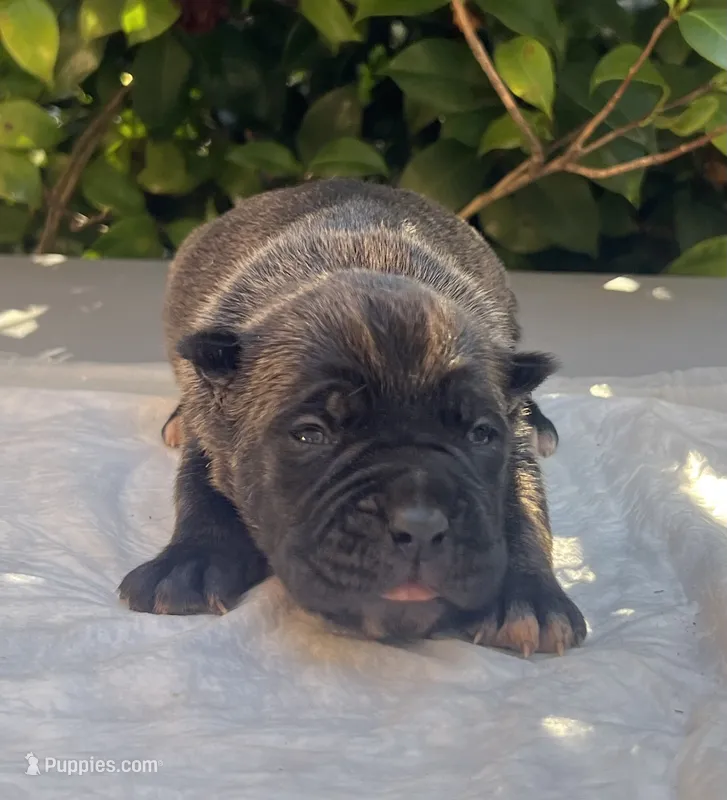 Female 2 – Cane Corso puppy for sale in Smyrna, GA