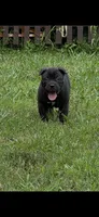 Male 2 - 5 weeks, a male Cane Corso for sale in Smyrna, GA – 2 of 10