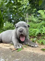 Female 1 - 2 1/2 weeks, a female Cane Corso for sale in Smyrna, GA – 3 of 10