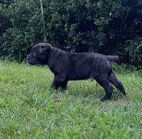 Male 2 - 5 weeks, a male Cane Corso for sale in Smyrna, GA – 4 of 10