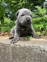Female 2 - 2 1/2 weeks, a female Cane Corso for sale in Smyrna, GA – 2 of 10