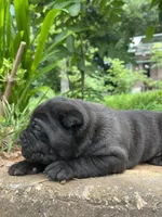 Male 3 - 2 1/2 weeks, a male Cane Corso for sale in Smyrna, GA – 3 of 9