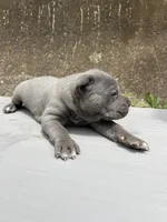 Female 1 - 2 1/2 weeks, a female Cane Corso for sale in Smyrna, GA – 7 of 10
