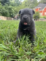 Female 2 - 5 weeks, a female Cane Corso for sale in Smyrna, GA – 4 of 10