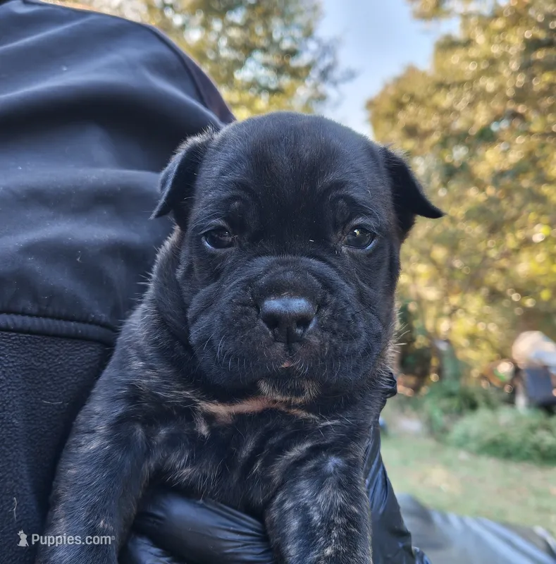 Female 2 – Cane Corso puppy for sale in Smyrna, GA