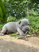 Female 1 - 2 1/2 weeks, a female Cane Corso for sale in Smyrna, GA – 2 of 10