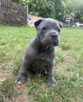 Female 1 - 5 weeks, a female Cane Corso for sale in Smyrna, GA – 4 of 10