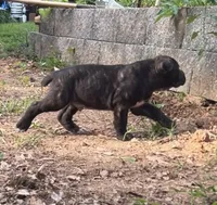 Male 2 - 5 weeks, a male Cane Corso for sale in Smyrna, GA – 5 of 10