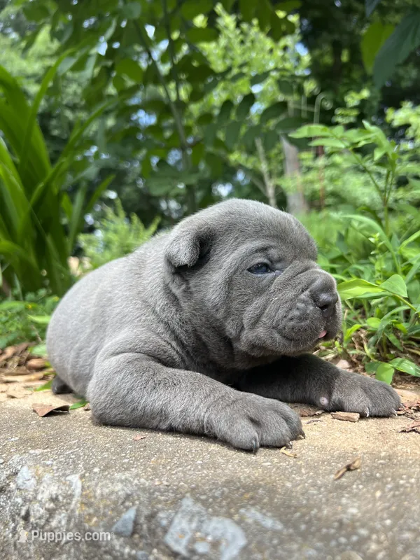 Female 2 - 2 1/2 weeks – Cane Corso puppy for sale in Smyrna, GA