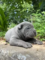 Female 2 - 2 1/2 weeks, a female Cane Corso for sale in Smyrna, GA – 1 of 10