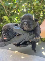 Male 1, a male Cane Corso for sale in Smyrna, GA – 6 of 7