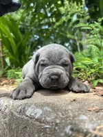 Female 2 - 2 1/2 weeks, a female Cane Corso for sale in Smyrna, GA – 3 of 10