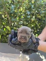 Male 5, a male Cane Corso for sale in Smyrna, GA – 4 of 10
