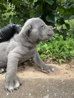 Female 1 - 2 1/2 weeks, a female Cane Corso for sale in Smyrna, GA – 4 of 10