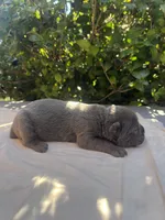 Male 5, a male Cane Corso for sale in Smyrna, GA – 2 of 10
