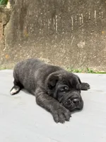 Male 2 - 2 1/2 weeks, a male Cane Corso for sale in Smyrna, GA – 2 of 10