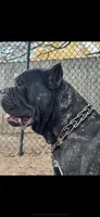 Female 1 - 2 1/2 weeks, a female Cane Corso for sale in Smyrna, GA – 9 of 10