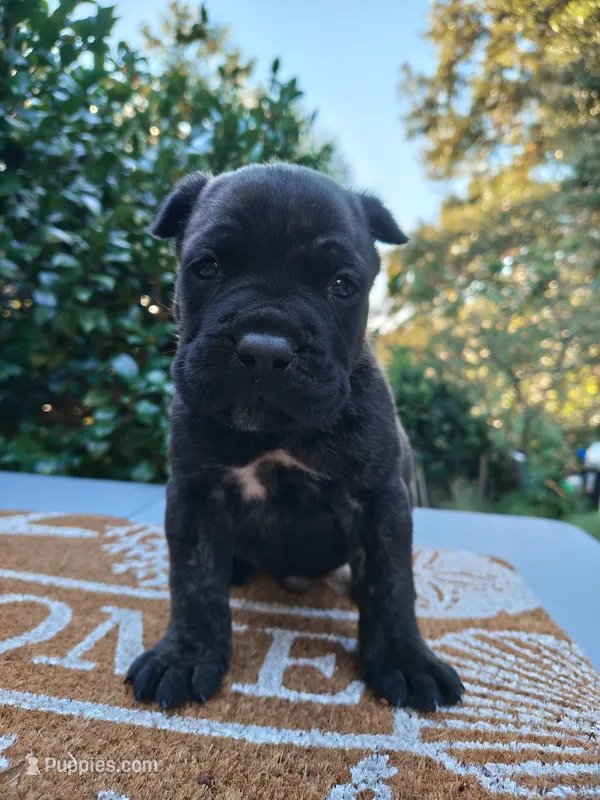 Male 2 – Cane Corso puppy for sale in Smyrna, GA
