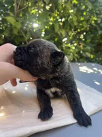 Male 2, a male Cane Corso for sale in Smyrna, GA – 6 of 10