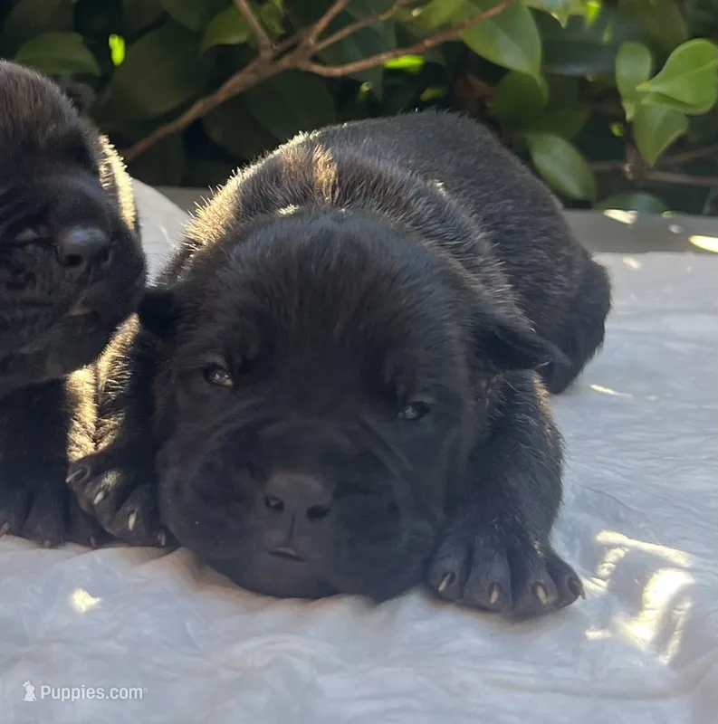 Male 1 – Cane Corso puppy for sale in Smyrna, GA