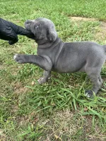 Female 1 - 5 weeks, a female Cane Corso for sale in Smyrna, GA – 7 of 10