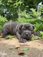 Male 2 - 2 1/2 weeks, a male Cane Corso for sale in Smyrna, GA – 6 of 10