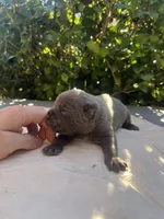 Male 5, a male Cane Corso for sale in Smyrna, GA – 6 of 10