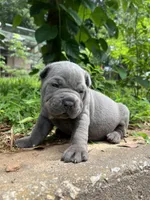 Female 2 - 2 1/2 weeks, a female Cane Corso for sale in Smyrna, GA – 7 of 10