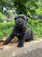 Male 3 - 2 1/2 weeks, a male Cane Corso for sale in Smyrna, GA – 4 of 9