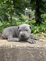 Male 1 - 2 1/2 weeks, a male Cane Corso for sale in Smyrna, GA – 3 of 8