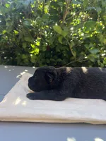 Male 1, a male Cane Corso for sale in Smyrna, GA – 5 of 7